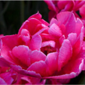 The Spirit Traveler website